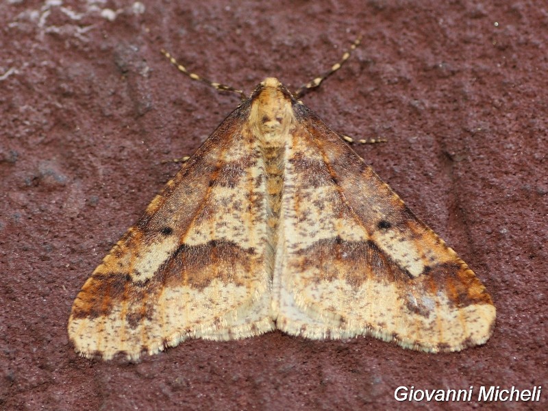 Bella Geometridae da ID - Erannis defoliaria